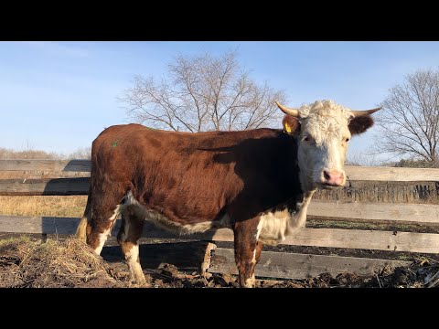 Видео: Привезли коров с пастбища .