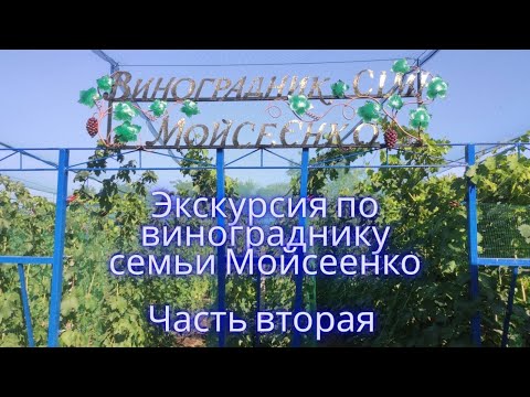 Видео: Виноград Максим Моисеенко обзор виноградника часть 2 Struguri, pe ospeț la Maxim Moiseenco.