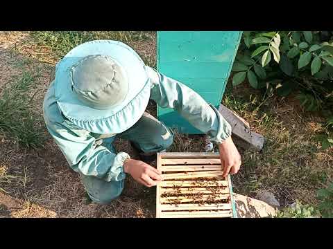 Видео: Альпийский улей , как с ними быть.Что я делаю не так??