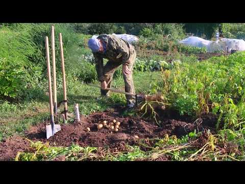 Видео: Копка картофеля разным инструментом.