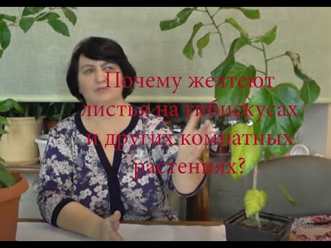 Видео: Почему желтеют листья на Гибискусах и других комнатных растениях ? - видео Ольги Пряниковой