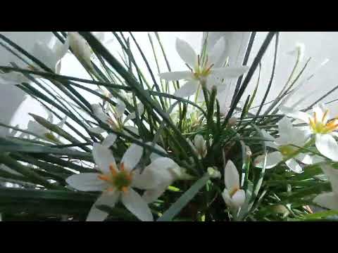 Видео: Көңүлдү жаз кылган гүлдөр!
