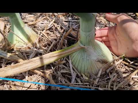 Видео: СЕКРЕТНЫЙ ИНГРЕДИЕНТ САМОЙ ЛУЧШЕЙ В МИРЕ ПОДКОРМКИ И ПОЛНОЦЕННОГО УДОБРЕНИЯ. ИМЕННО ОН ДАЁТ СИЛУ!!!