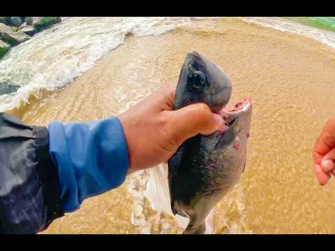 Видео: Причал Сил-Бич. Полумесяц, пойманный в последнюю минуту.