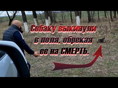 Видео: На холодной трассе выкинули той терьера. Сможем ли мы ее спасти?