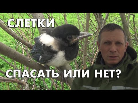 Видео: Каких слётков нужно спасать и чем кормить?