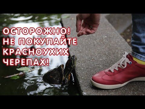 Видео: ОСТОРОЖНО! Не покупайте красноухих черепах!