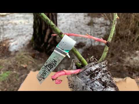 Видео: Посылка с розами из питомника Фокино, как перезимовали мои розы, кусочек сада