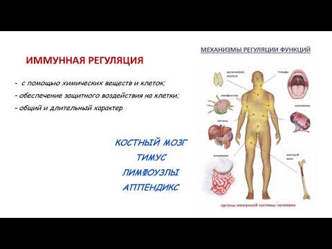 Видео: Регуляция функций организма человека 8 класс Биология