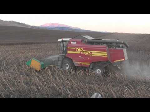 Видео: Уборка подсолнечника