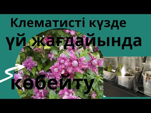 Видео: Клематисті күзде көбейту.