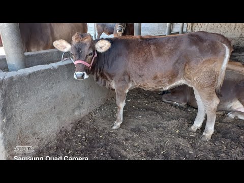 Видео: ШВЕДОИ БРЕНД ЗОЛУШКА СЕВИНЧ ЗЕБОШКА АРИГИНАЛО 904580010.  20 сентября 2025 г.