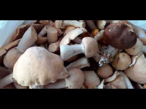 Видео: Грибы приболотухи или курочки. Что за они?