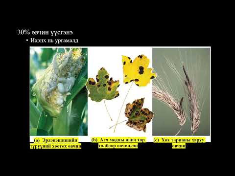Видео: Биологийн хичээл №4 Мөөг