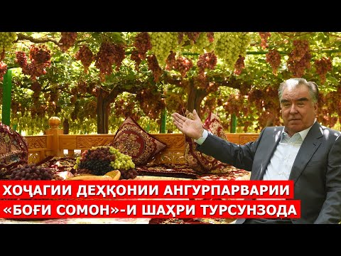 Видео: Хоҷагии деҳқонии ангурпарварии «Боғи Сомон»-и шаҳри Турсунзода / ахбори точикистон