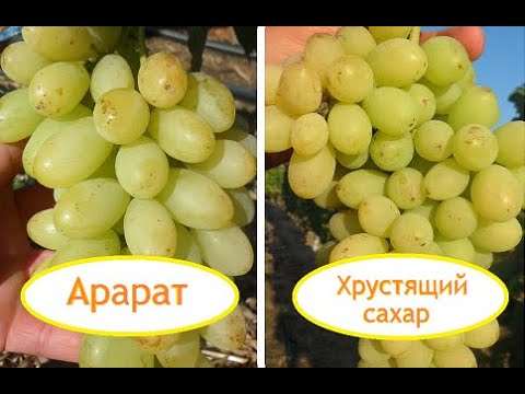 Видео: Новинки на прививках 2020 (часть 5)