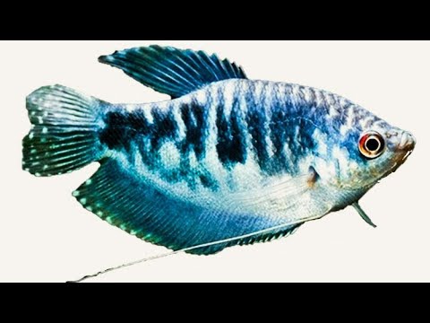 Видео: Нерест гурами