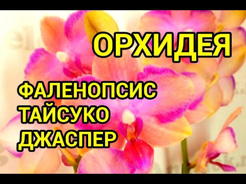 Видео: Эффектная ОРХИДЕЯ Фаленопсис Тайсуко Джаспер (Phalaenopsis Taisuco Jasper)