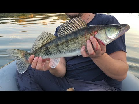 Видео: Бешеный клев Судака. Рыбалка в Оренбурге. Река Урал