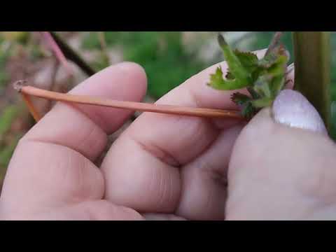 Видео: Ежевика. 1.05.25. Впереди сильные возвратные заморозки