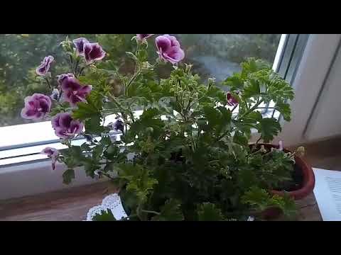 Видео: Чудо пеларгония "АНГЕЛЫ".Уход,обрезка,черенкование.