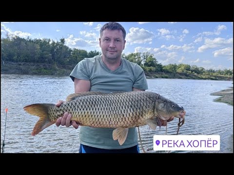 Видео: Вот это да! Амур и сазан на Хопре, такое бывает редко.