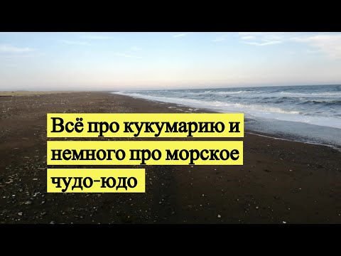 Видео: Всё про кукумарию и немного про морское чудо-юдо