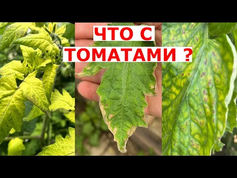 Видео: Желтеют, сохнут листья у томатов. Три разные проблемы. Не хватает железа, калия, магния
