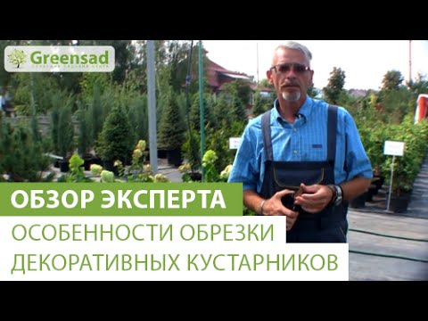 Видео: Особенности обрезки декоративных кустарников