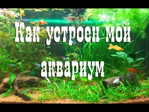 Видео: Как устроен мой аквариум. Обзор моего аквариума.