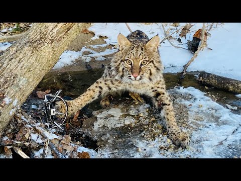 Видео: Первый улов в этой НОВОЙ ЛОВУШКЕ (New Duke 450)