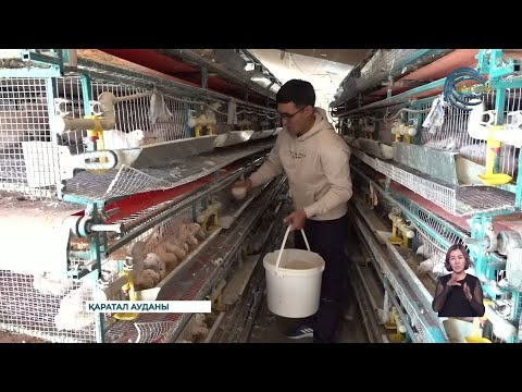 Видео: Бөдене өсіріп шаруашылығын шалқытып отырған кәсіпкер