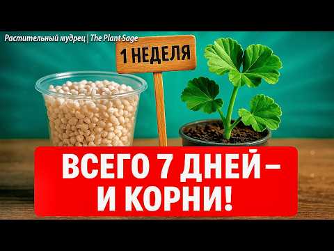 Видео: ПОСАДКА ГЕРАНИ БЕЗ КОРНЕЙ 🌿 Как укоренить черенок быстро и без ошибок! КАК ПОСАДИТЬ ГЕРАНЬ БЕЗ КОРНЕ