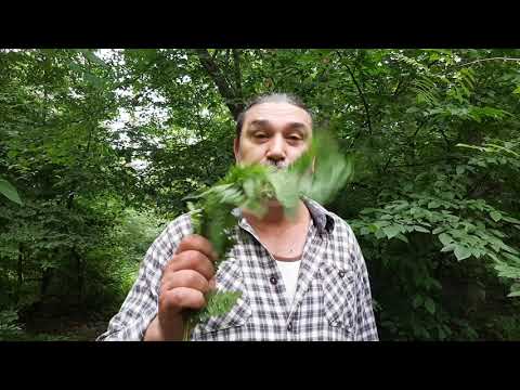 Видео: Папоротник, Ивана Купала, Чем опасный цвет папоротника на Ивана купала, Молитвы Защита