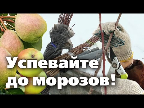 Видео: ЗАГОТОВКА ЧЕРЕНКОВ ДЛЯ ВЕСЕННЕЙ ПРИВИВКИ. Как нарезать, как хранить