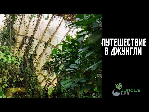 Видео: RELAX-ВИДЕО ПРОГУЛКА в Тропический Рай | Обзор Растений и Цветов в Ботаническом Саду | Plant Tour