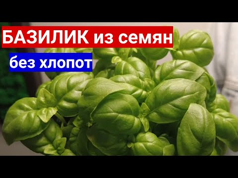 Видео: 🌱БАЗИЛИК  В ГОРШКЕ ЗИМОЙ НЕ ХУЖЕ ЧЕМ С ГРЯДКИ. Как вырастить базилик в квартире