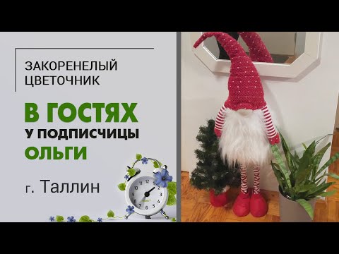 Видео: В гостях у подписчицы Ольги. Таллин | Обзор коллекции комнатных растений
