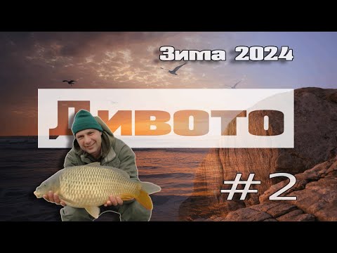 Видео: Риболов на шаран: Адаптация (2024)