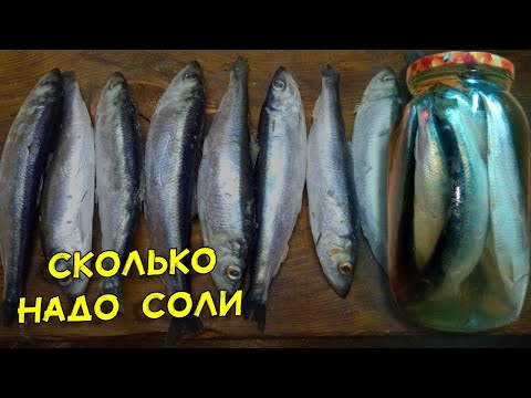 Видео: Салака пряного посола. Сколько класть соли