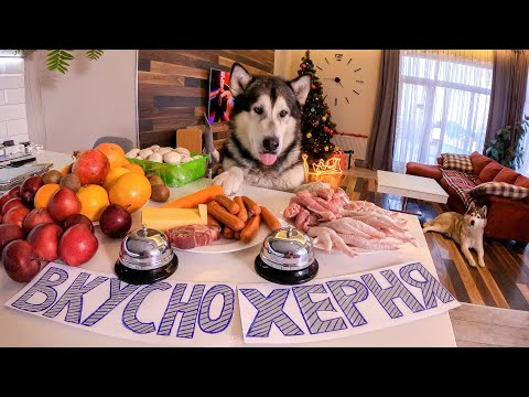 Видео: УМНАЯ Собака отвечает ВКУСНО или НЕТ на разные блюда! Самые умные хаски и маламуты в мире