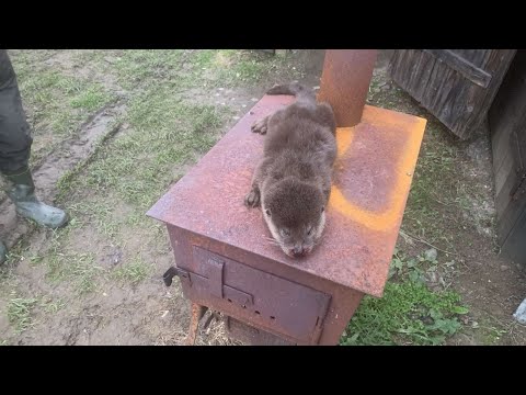 Видео: Зариблення