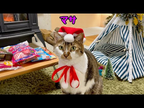 Видео: Кот Маса проводит Рождество в походе перед дровяной печью