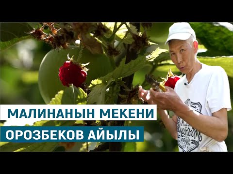Видео: МАЛИНАНЫН МЕКЕНИ ОРОЗБЕКОВ АЙЫЛЫ//МЕНИН АЙЫЛЫМ
