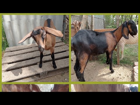 Видео: 05.07.2024 года. Жара+39+40 в тени. Уборка. Козы.