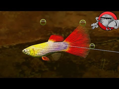 Видео: СИМУЛЯТОР АКВАРИУМА - Biotope