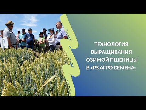 Видео: Технология выращивания озимой пшеницы в «РЗ Агро семена»