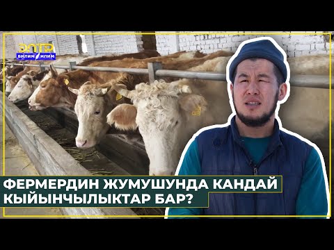 Видео: Фермердин жумушу кандай? Кесипке жол