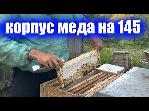 Видео: Этот улей меня удивил корпусом меда👍 рогатый на 145 рамку