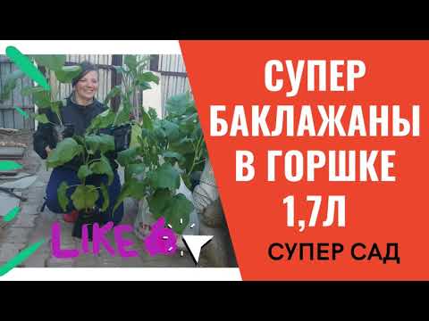 Видео: ПИКИРОВКА БАКЛАЖАН В БОЛЬШОЙ ГОРШОК